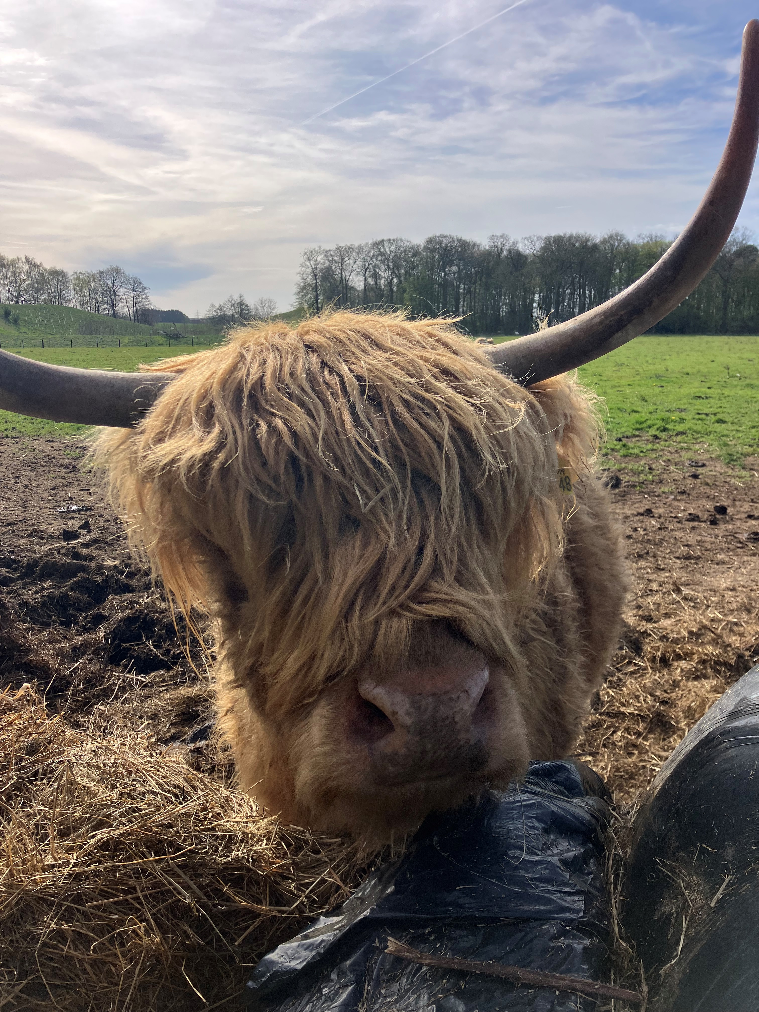 Highland cow at the retreat